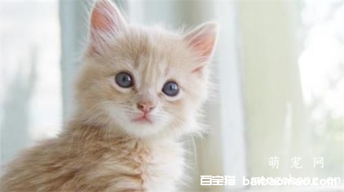 猫咪大便拉稀是什么原因？