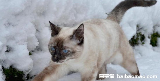 为什么雪鞋猫在中国很少见