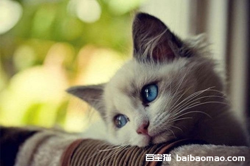 猫咪掉毛怎么处理 猫咪掉毛处理方法