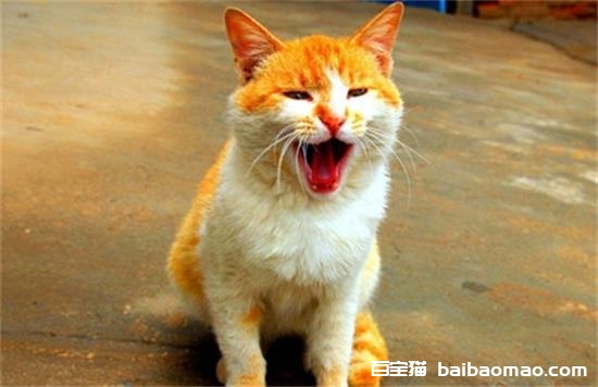 为什么小猫一直叫个不停