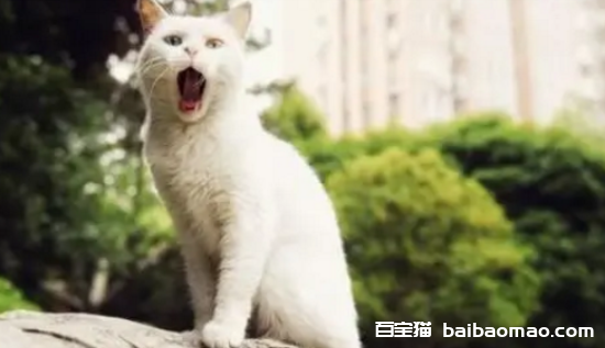 为什么说猫是阴间的使者