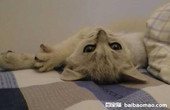 为什么说猫是阴邪之物