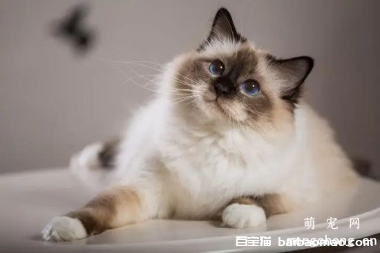 猫咪结膜炎几天能好？猫咪结膜炎的症状