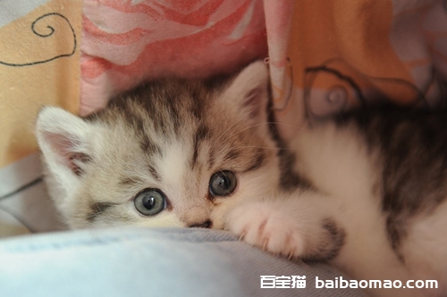 没长牙齿的猫咪怎么喂养 小奶猫喂养指南