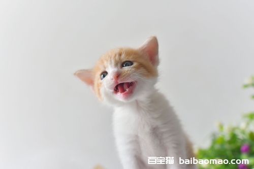 没长牙齿的猫咪怎么喂养 小奶猫喂养指南