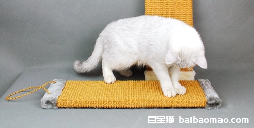 猫抓板如何选购 猫抓板选购技巧