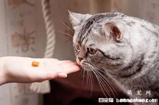 宠物猫用药指南