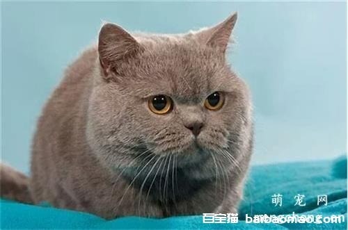 猫咪伤口化脓了用什么药，注意什么