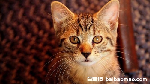 虎斑猫摇尾巴代表什么 虎斑猫生活习性介绍