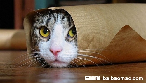 猫咪为什么不能吃盐 猫咪吃盐危害