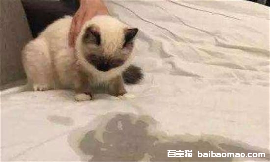 为什么猫咪乱撒尿