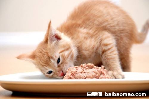 猫咪可以吃甜食吗 猫咪味觉大解析