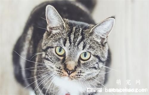 猫咪拉肚子怎么办 注意饮食和居住环境卫生