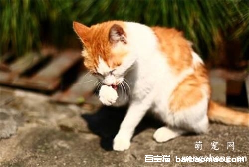 猫冠状病毒会传染给其他猫吗