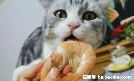 为什么猫吃虾会吐