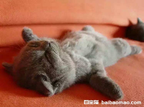猫咪为什么喜欢睡在人的头上