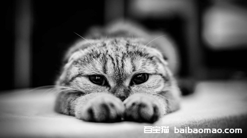 猫咪来回蹭是什么意思 猫咪来回蹭含义介绍