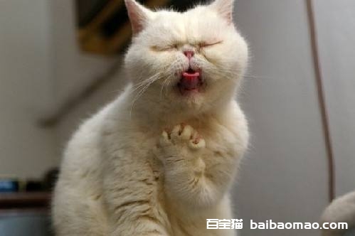 猫咪为什么会挠人 猫猫挠人背后的真相