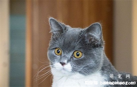 猫三联预防哪些病？