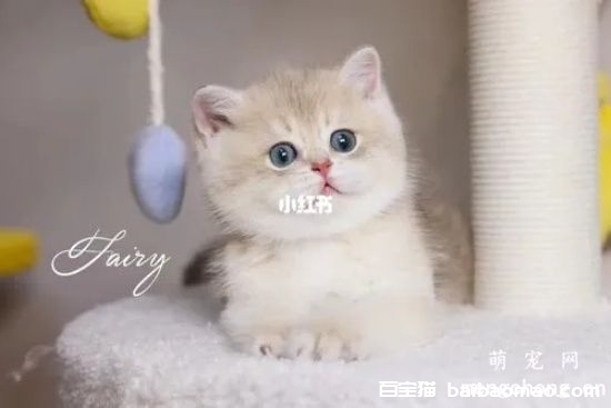 猫咪摔伤了能自愈吗？