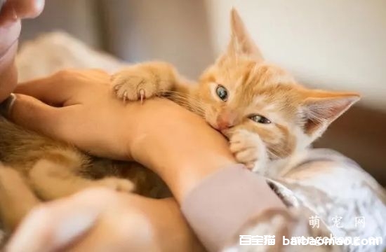 被猫咬了会怎样？用干净水冲洗局部伤口