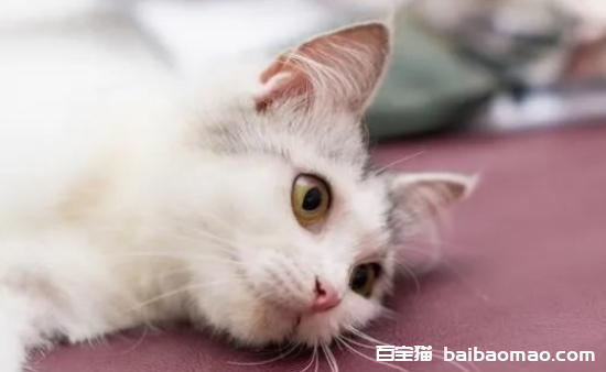 猫踩到老鼠粘怎么办？应该怎么去除 