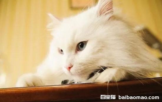 猫踩到老鼠粘怎么办？应该怎么去除 