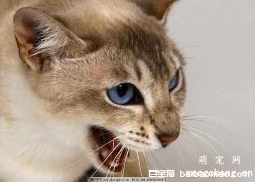 小猫吐了怎么办？4个原因易致猫猫呕吐