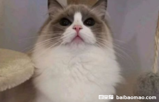 为什么不能看小猫生宝宝