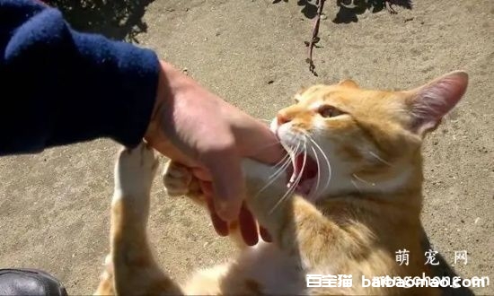 被猫咬破了怎么办 被猫咬伤后紧急处理方法