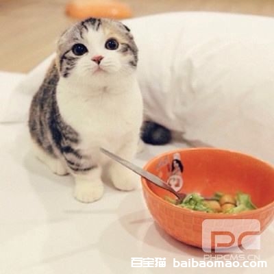 如何防止猫咪挑食 猫咪挑食解决办法