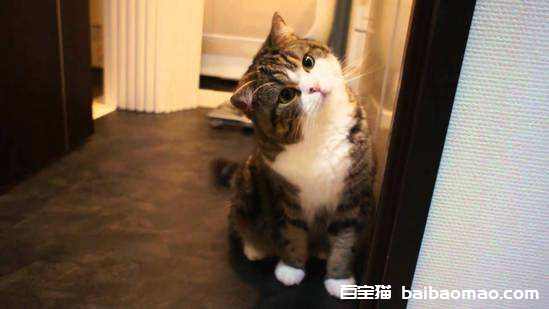 猫能吃蛋清吗 猫咪偷偷吃蛋清一定要制止