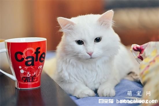 猫打喷嚏流鼻涕怎么办 及时就医避免病情严重