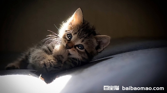 小奶猫能吃鱼吗 猫咪怎么吃鱼才健康