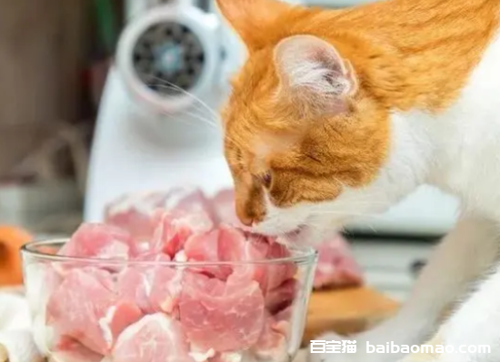 为什么不要给猫吃猪肉