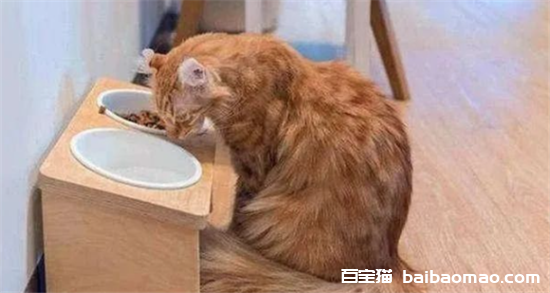 猫咪的“母鸡蹲”姿势，其实有这些涵义