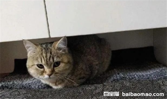 猫咪的“母鸡蹲”姿势，其实有这些涵义