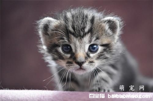 小猫突然不吃东西是为什么？