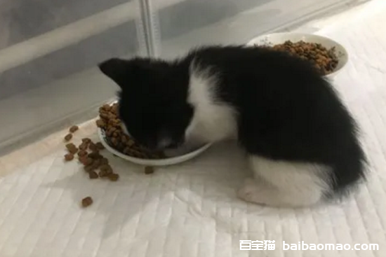 小猫多少天可以吃猫粮了