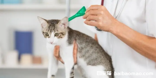 小猫多久驱虫一次比较好