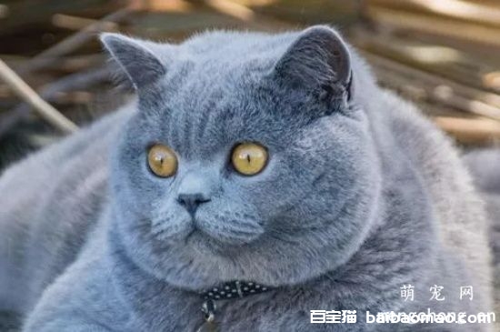 猫尿血是因为什么原因引起的