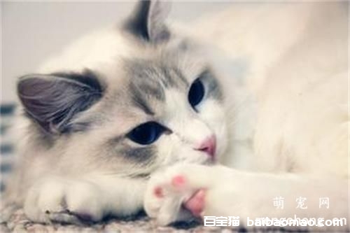 猫咪打喷嚏是不是说明感冒了？