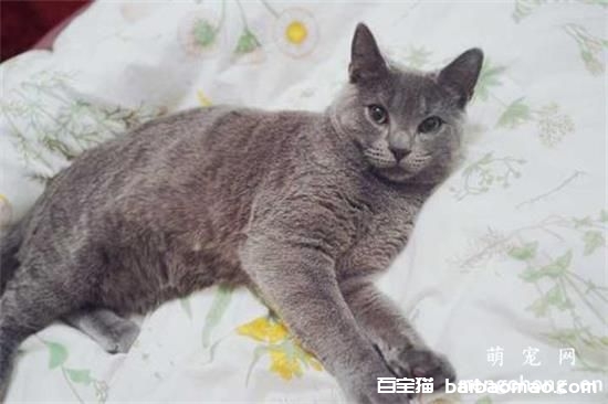 猫咪肠胃炎吃什么药 食疗或者药物治疗