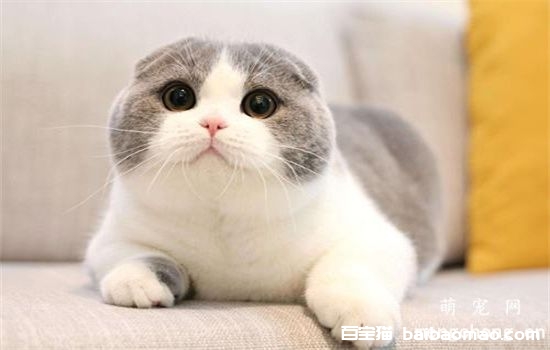 猫咪得了肠胃炎怎么办？