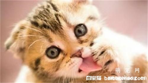 猫咪得了肠胃炎怎么办？