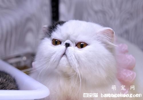 猫咪最常见的三种病症与对应治疗方法