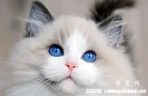 猫咪泪痕分泌物出现红棕色用点什么药