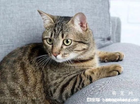 猫猫拉稀怎么办 猫咪拉肚子需要注意的事项