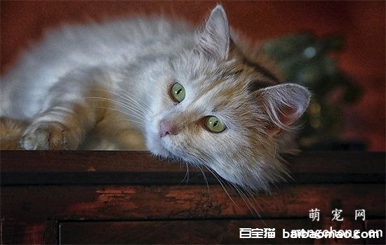 猫咪咳嗽的原因症状和诊断预防与治疗方法