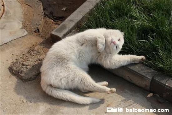 野猫有狂犬病吗